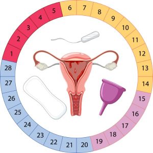 Period myths and facts - Menstual Cycle