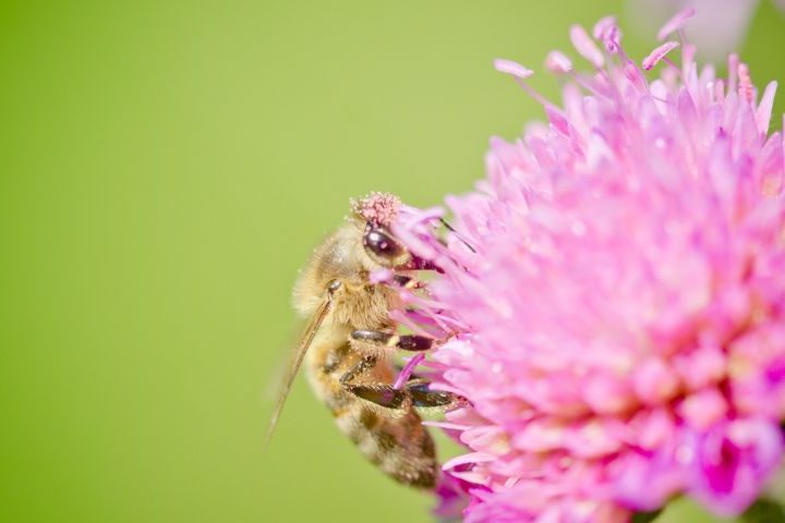 B Vitamins and Why we need them.