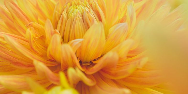 yellow multi petaled flower opening slowly
