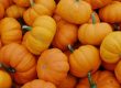 small orange pumpkins in large pile