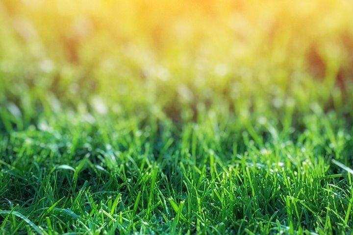 Hayfever Symptoms and Histamine