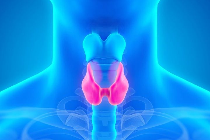 blue medical image with the thyroid gland highlighted in pink