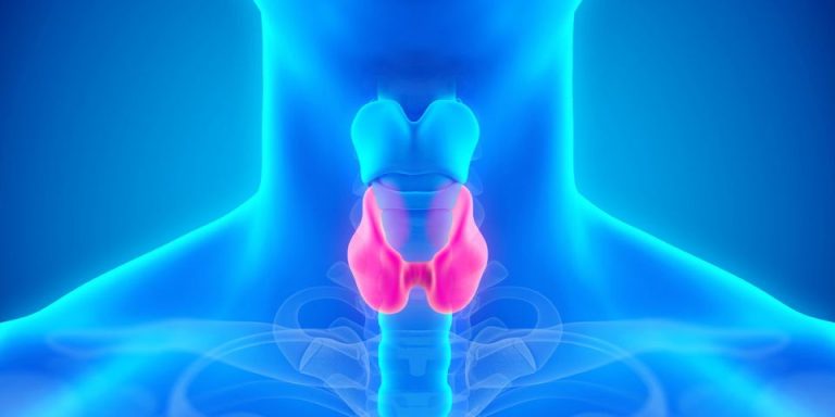 blue medical image with the thyroid gland highlighted in pink
