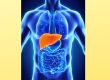 blue medical organ image with liver organ highlighted in orange