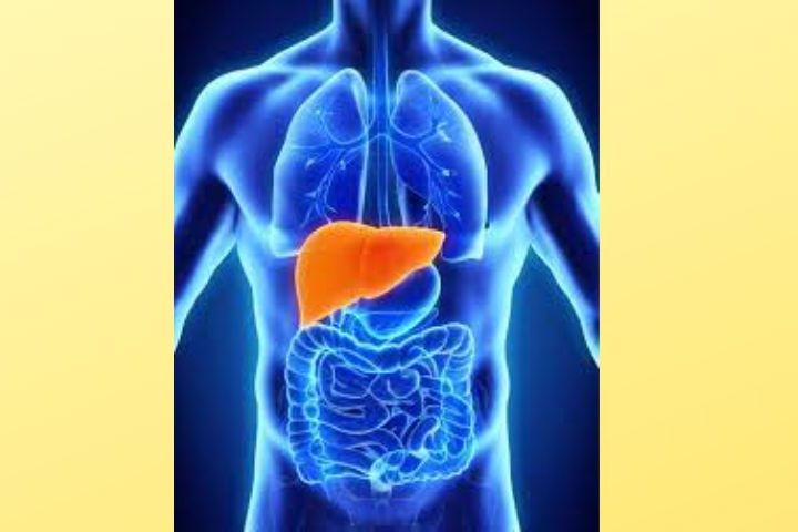 blue medical organ image with liver organ highlighted in orange