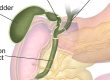 medical organ image showing the gallbladder