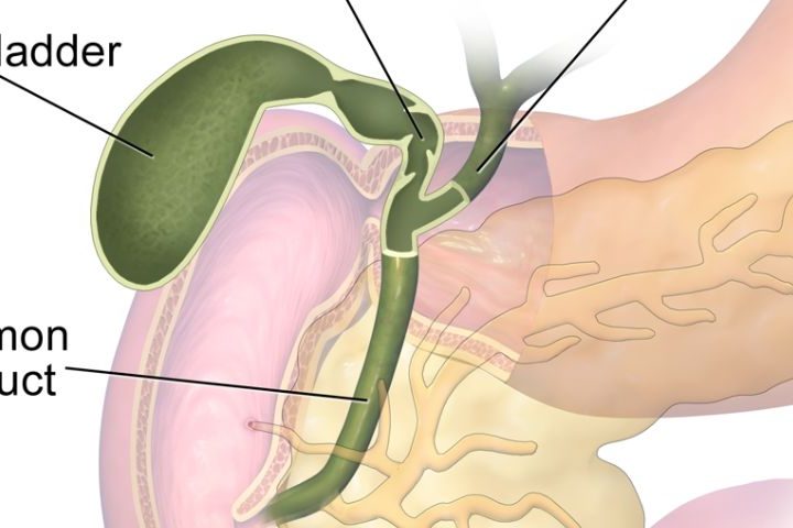 medical organ image showing the gallbladder