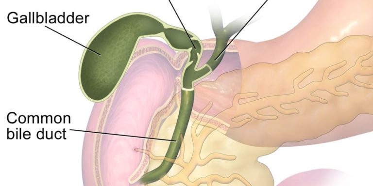 medical organ image showing the gallbladder