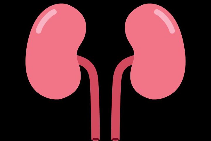 pink kidney graphic on black background