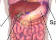 medical organ diagram labelling the spleen