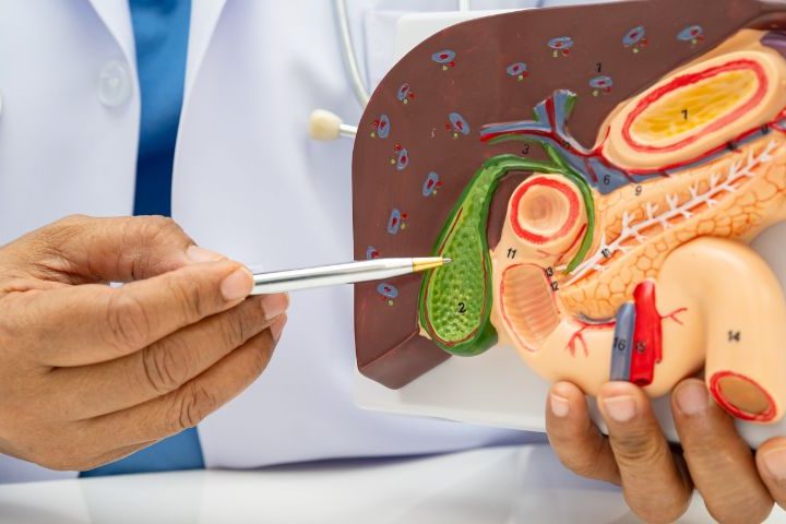 gallbladder being shown on a plastic model