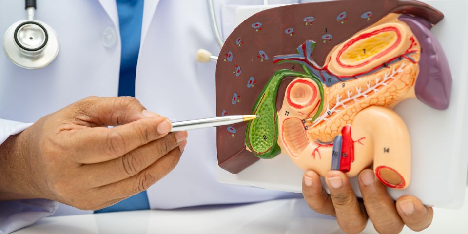 gallbladder pain gallbladder being shown on a plastic model